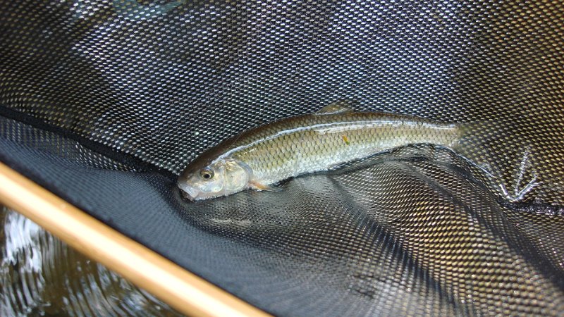 Trout Imposter.JPG